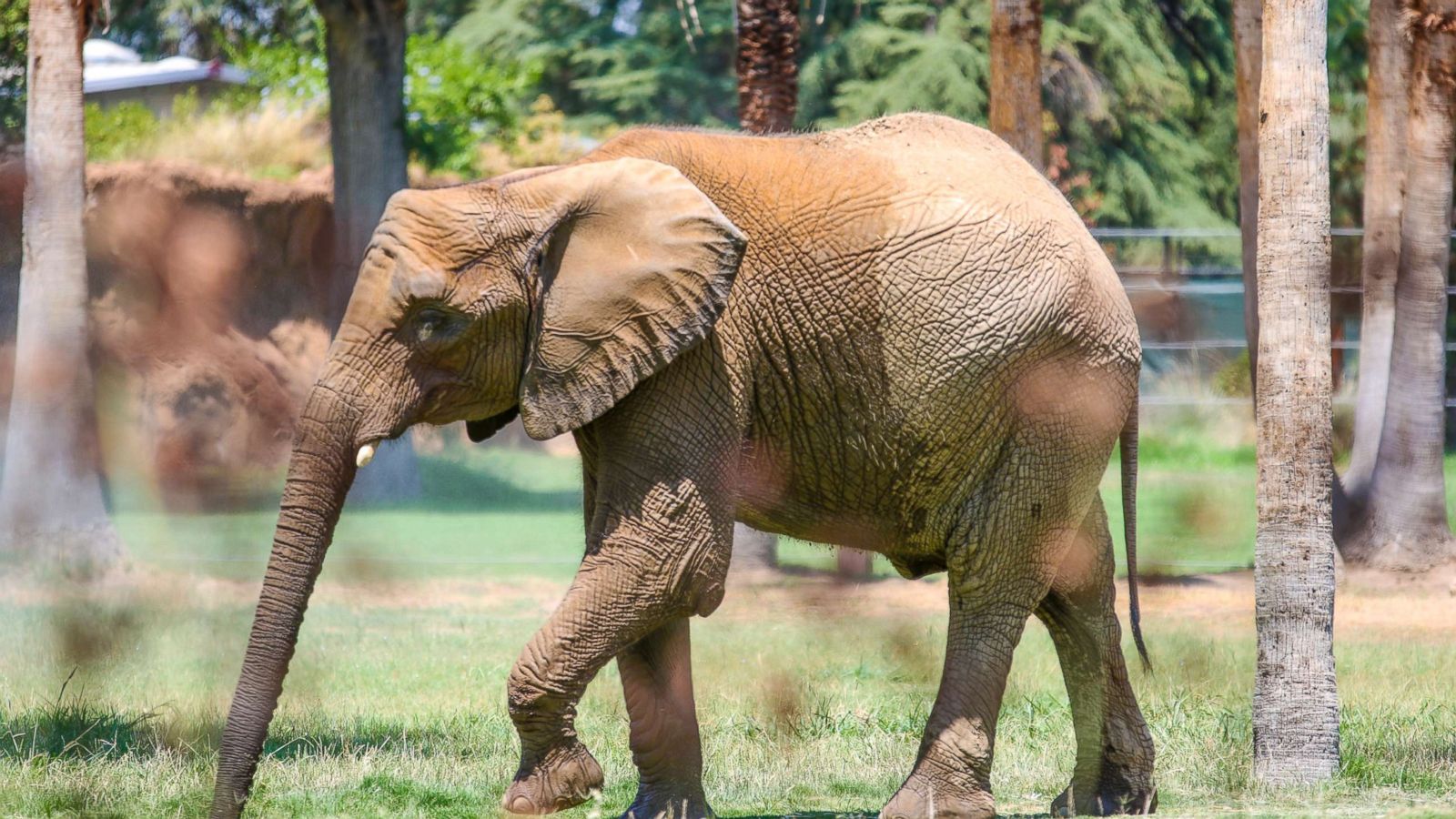 Old African Elephant - HD Wallpaper 