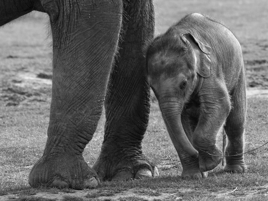 Elephant Live Wallpaper - HD Wallpaper 