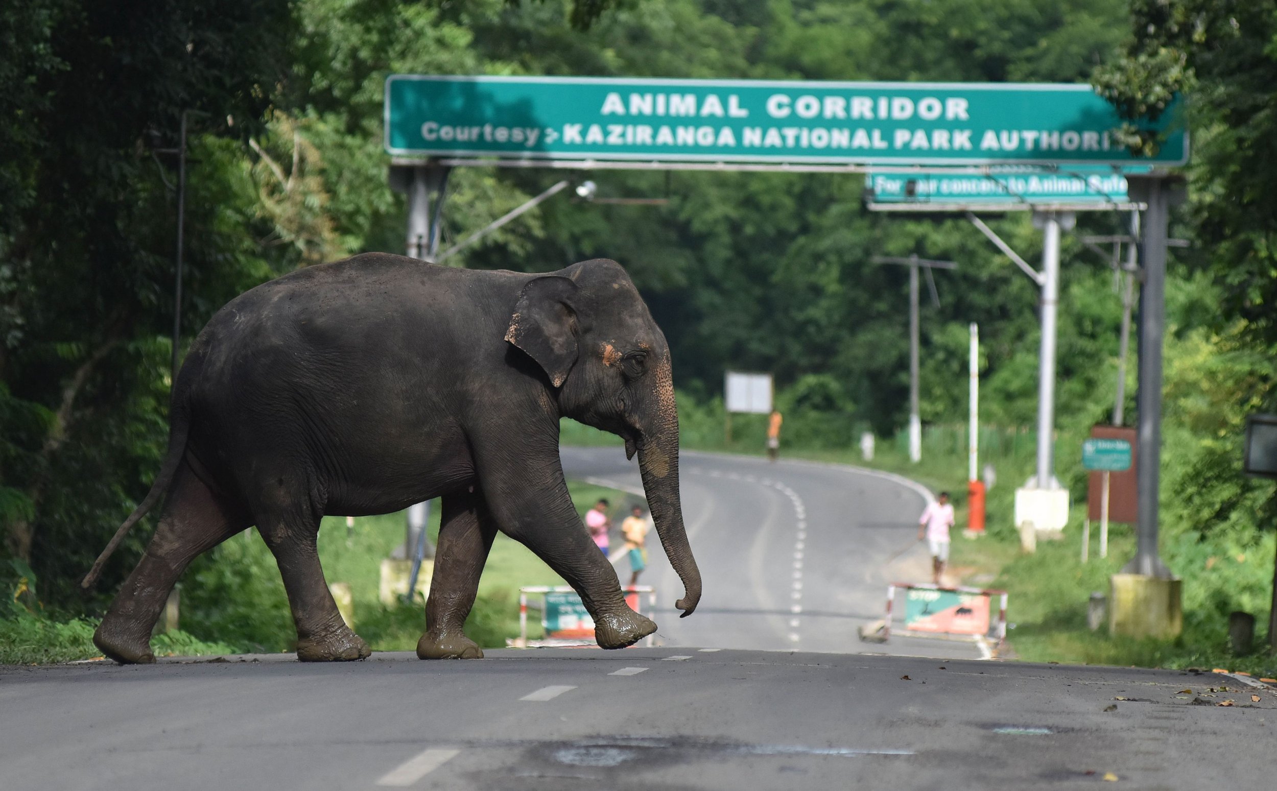11 18 Elephant - Kaziranga National Park Floods - HD Wallpaper 