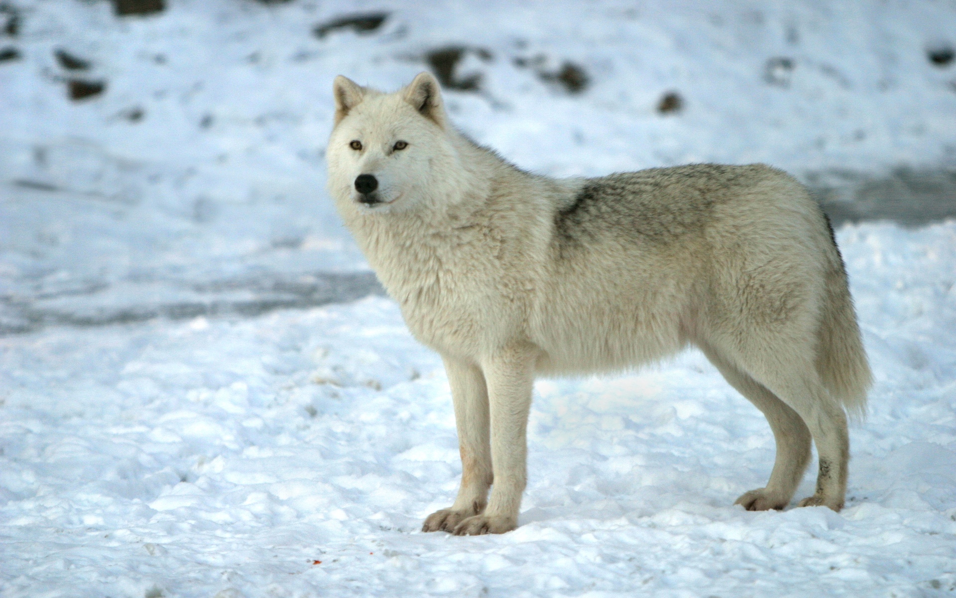 Arctic Wolf - HD Wallpaper 