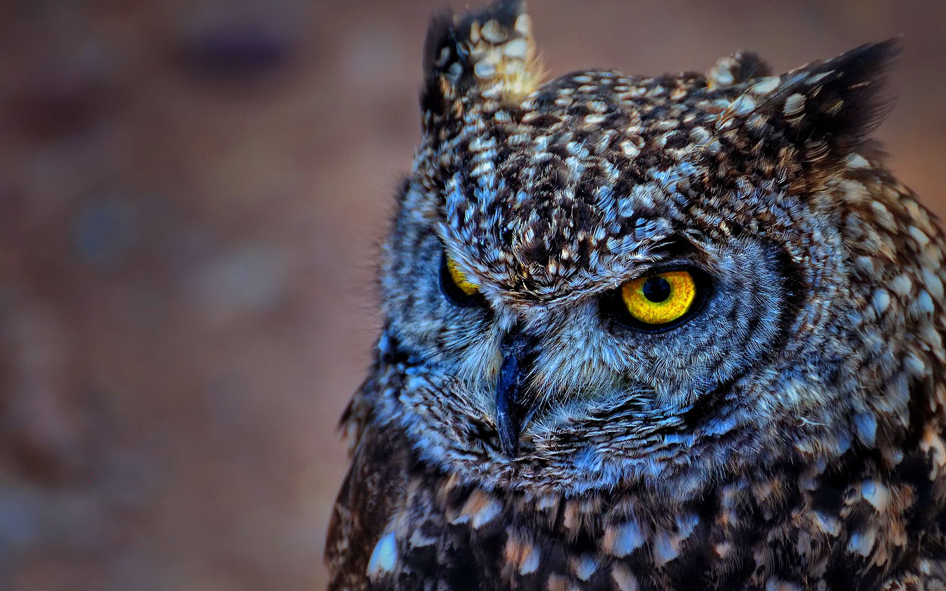 Spotted Eagle Owl Hd - HD Wallpaper 