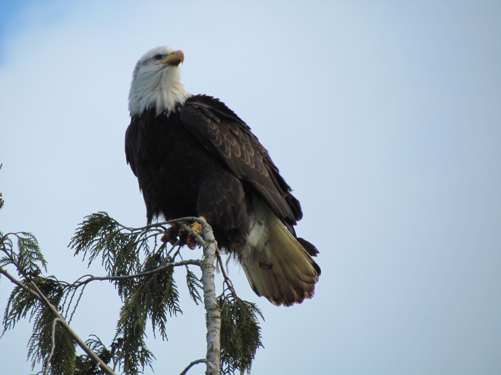 Eagle Full Hd Pictures On Tree - Bald Eagle - HD Wallpaper 