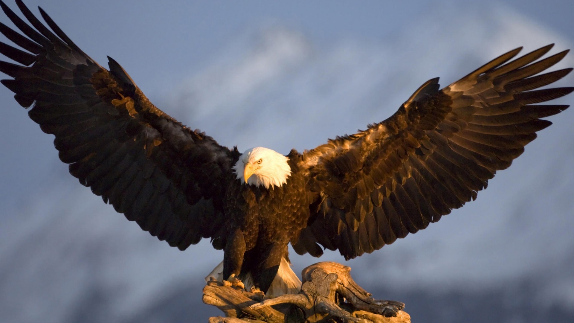 Eagles Live Background For Desktop - Eagle Wallpaper Hd 1080p - 1920x1080 Wallpaper Eagles Live Background For Desktop - Eagle Wallpaper Hd 1080p - 1920x1080 Wallpaper