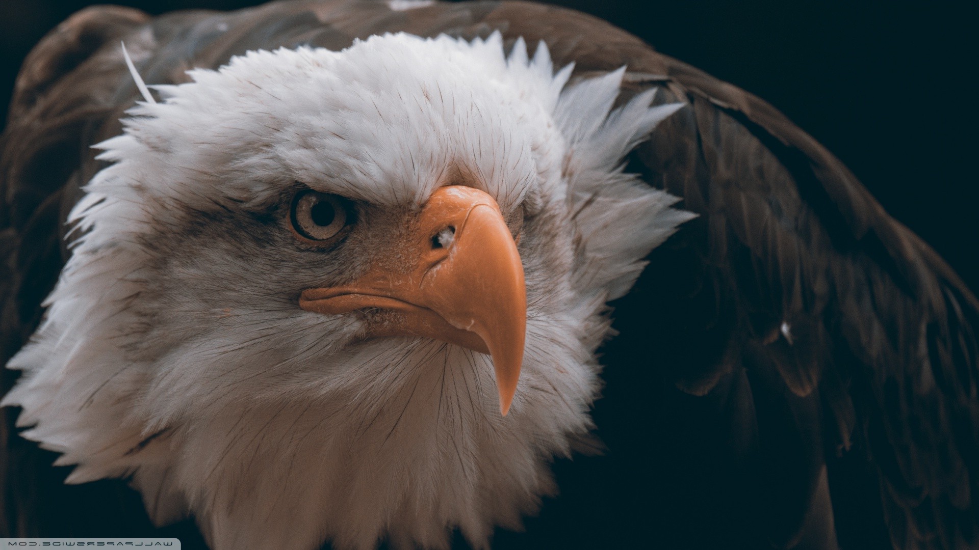 Eagle - HD Wallpaper 