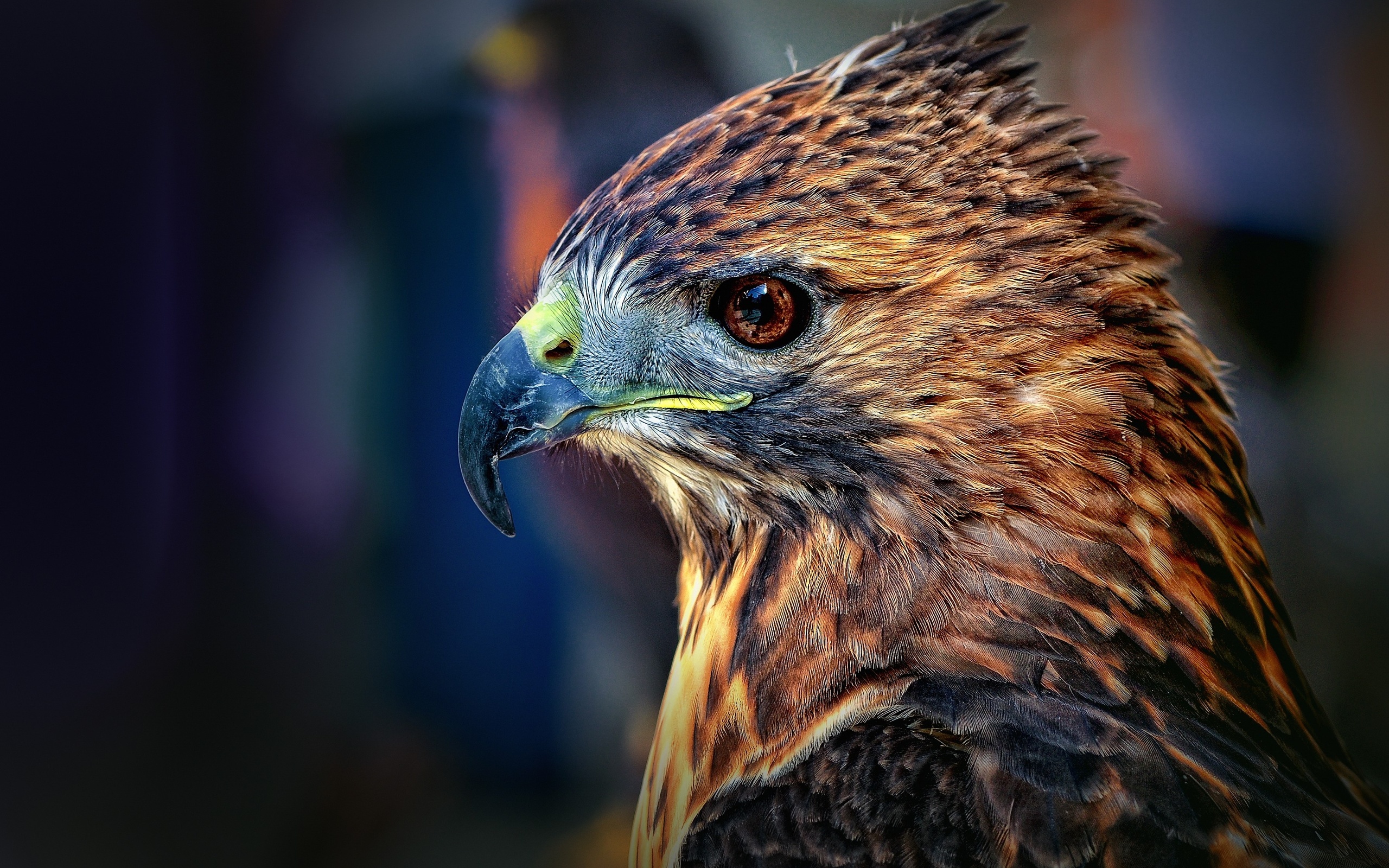 Red Tailed Hawk Hawk - HD Wallpaper 