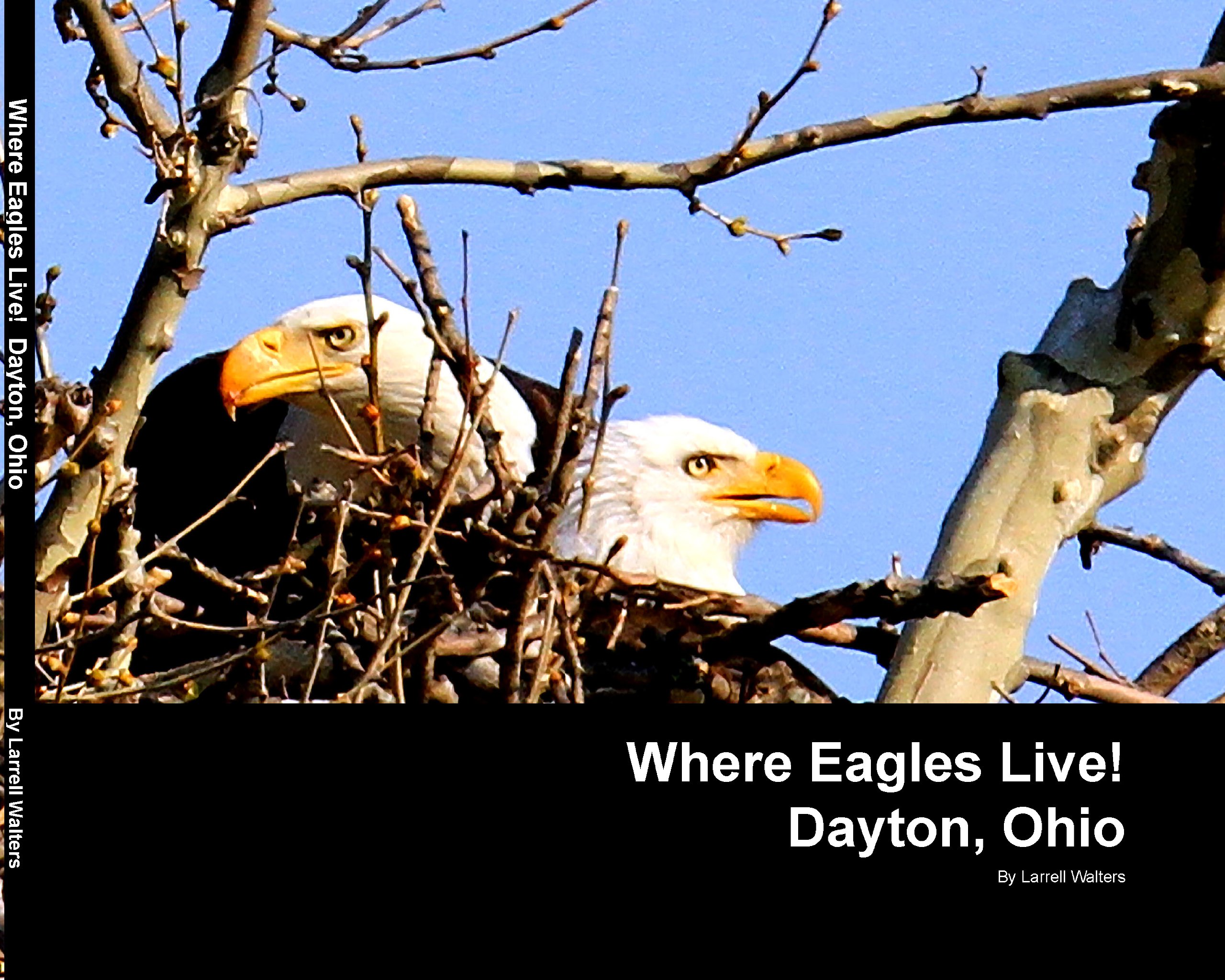 Eagles Live - HD Wallpaper 