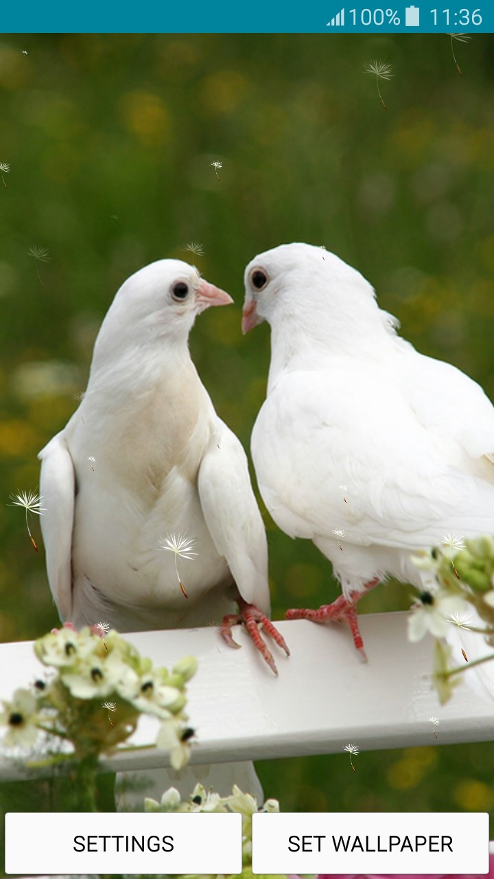 Live Wallpapers Doves - Pair Of White Pigeons - HD Wallpaper 