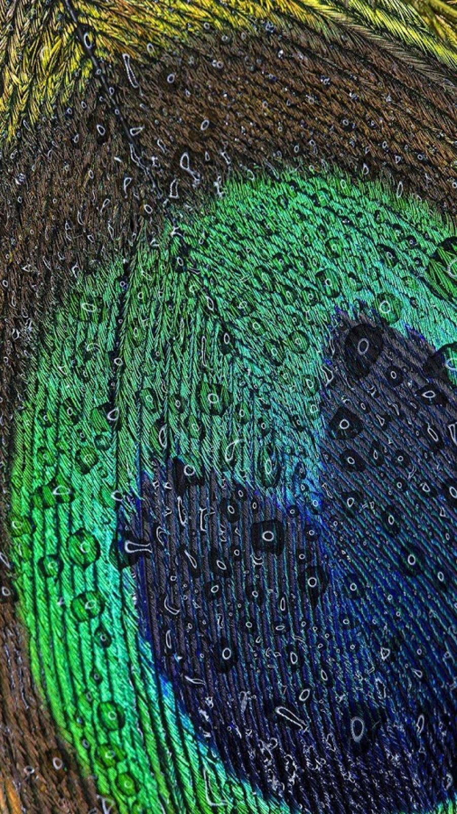 Peafowl - HD Wallpaper 