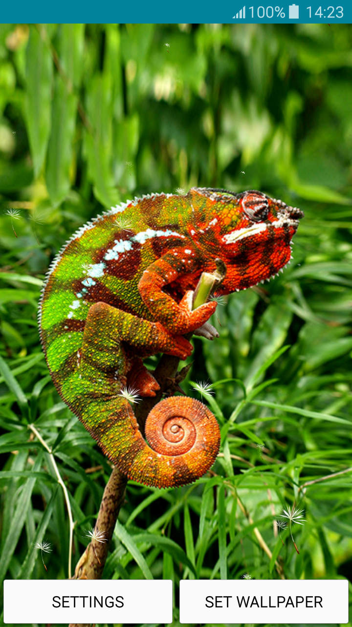 Live Wallpapers Chameleon - Chameleons - HD Wallpaper 