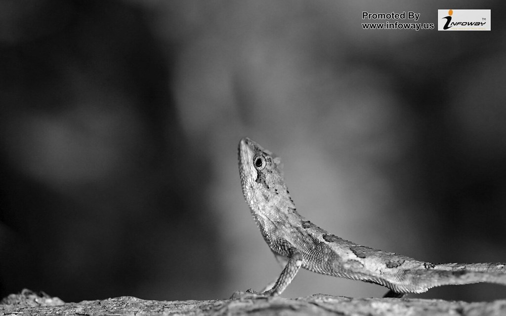 Green Lizard - HD Wallpaper 