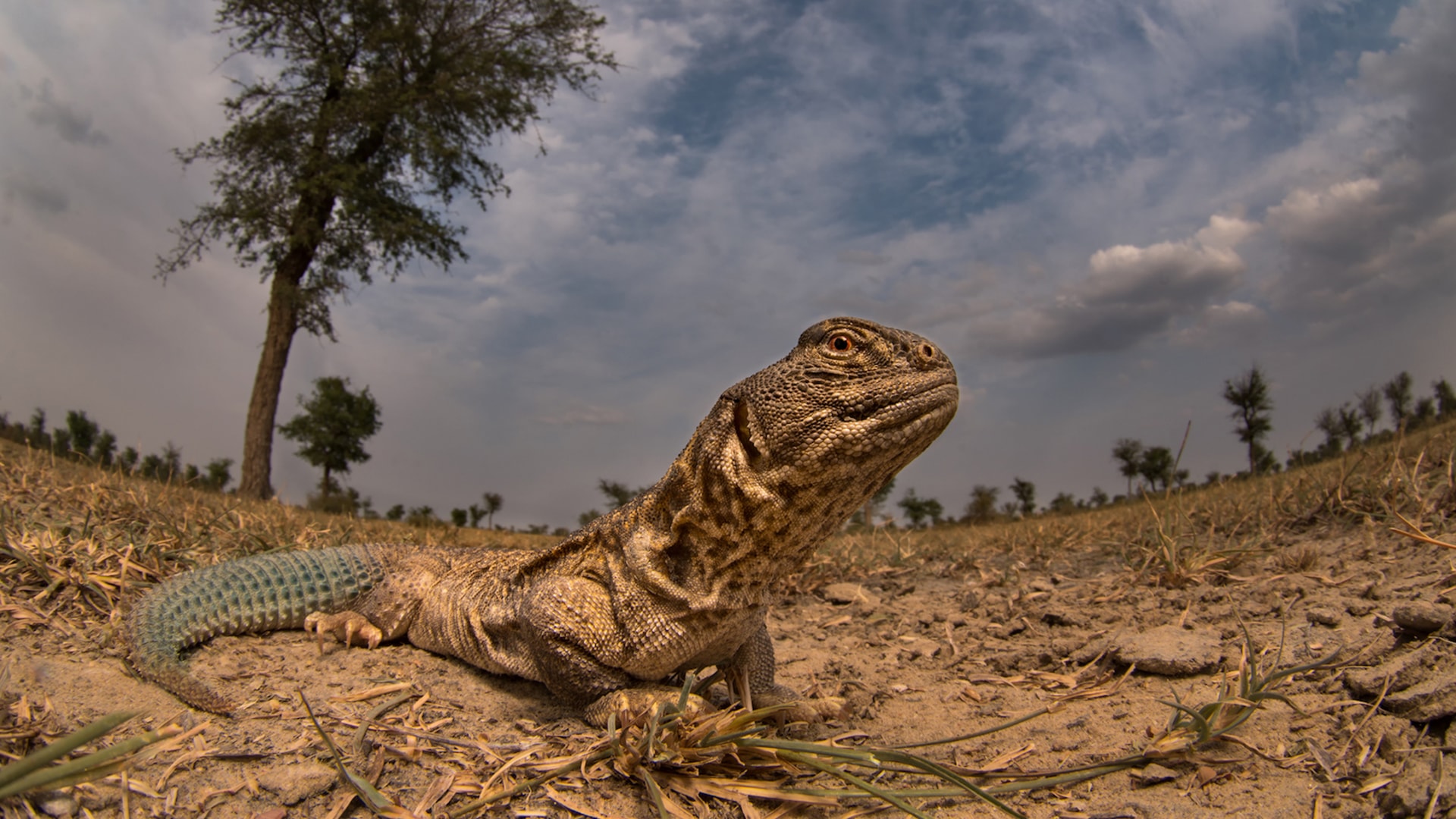 Green Iguana - HD Wallpaper 