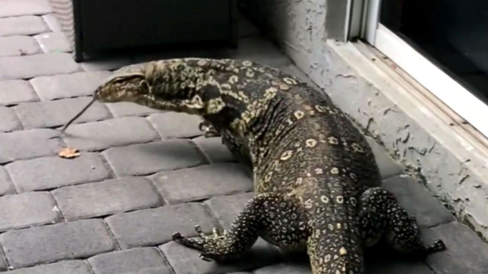 Biggest Lizard In Florida - HD Wallpaper 