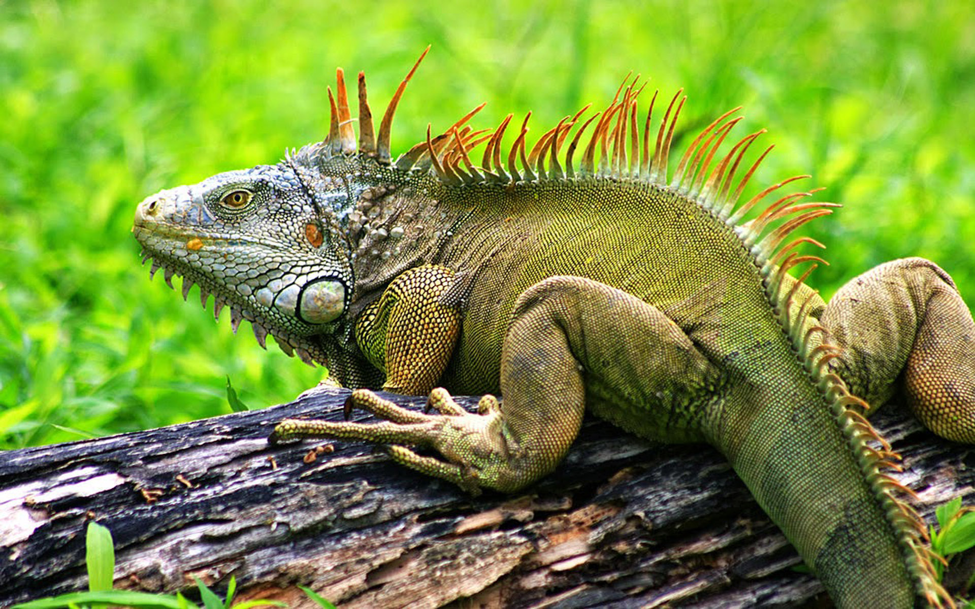 Iguana Meme - HD Wallpaper 