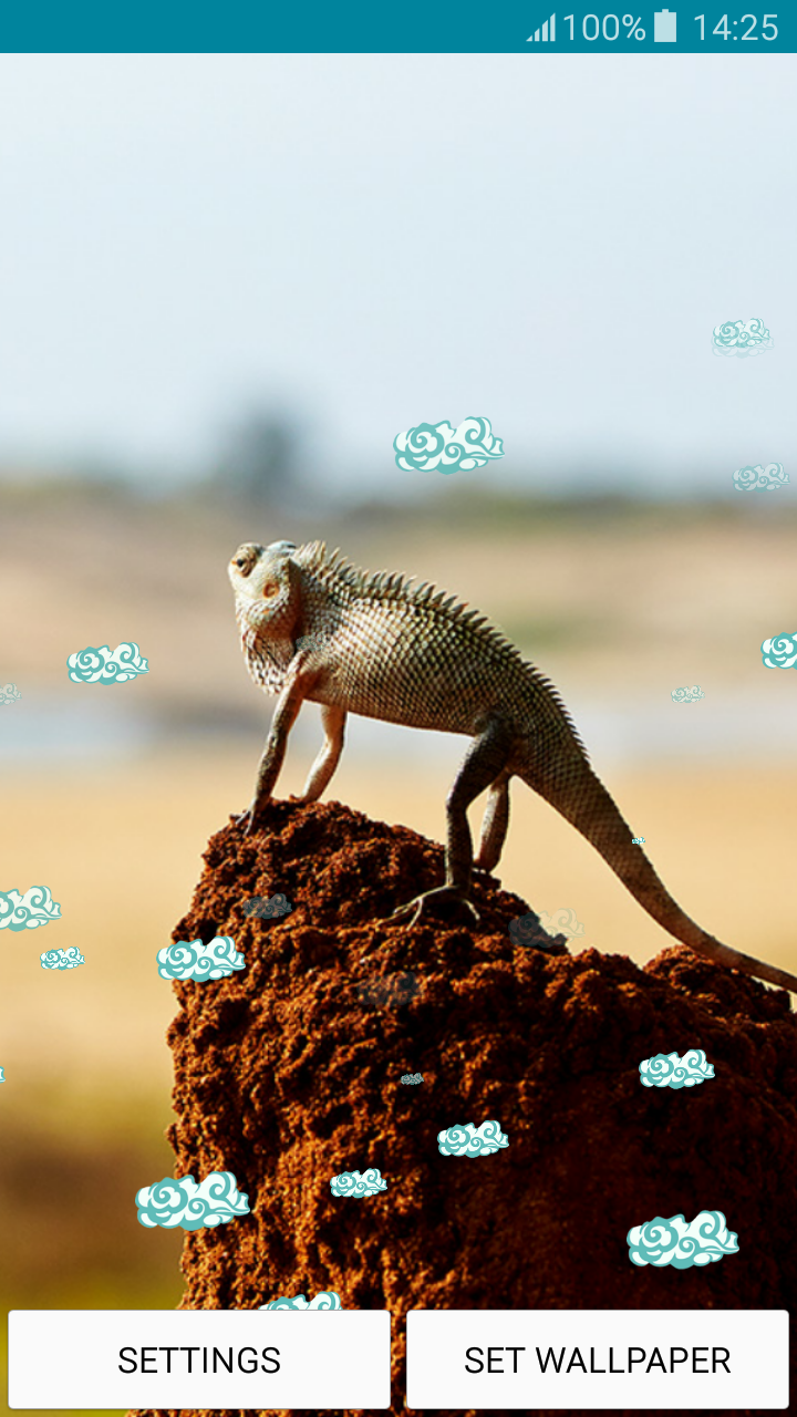 Live Wallpapers Chameleon - Dragon Lizard - HD Wallpaper 