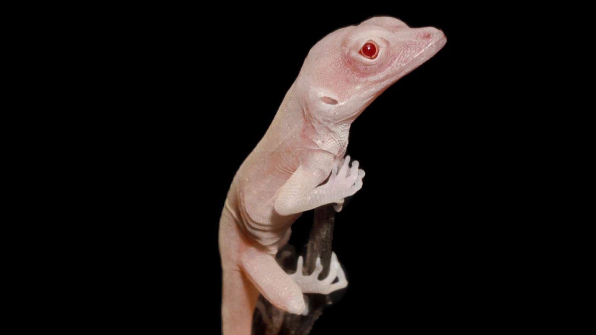 An Albino Lizard, The First Gene-edited Reptile - Crispr Lizard - HD Wallpaper 