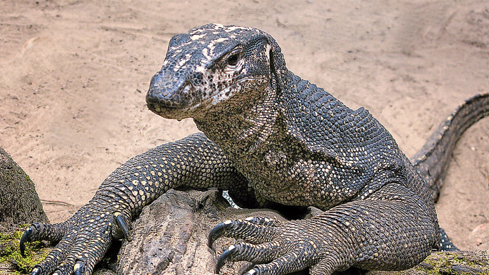 Water Monitor Lizard - HD Wallpaper 