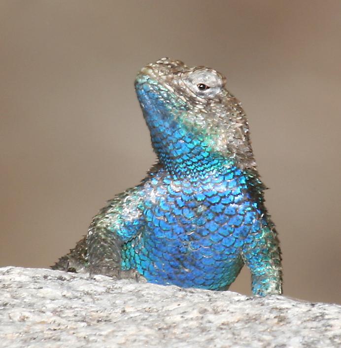 Male Granite Spiny Lizard - Blue Lizard Of San Jacinto - HD Wallpaper 