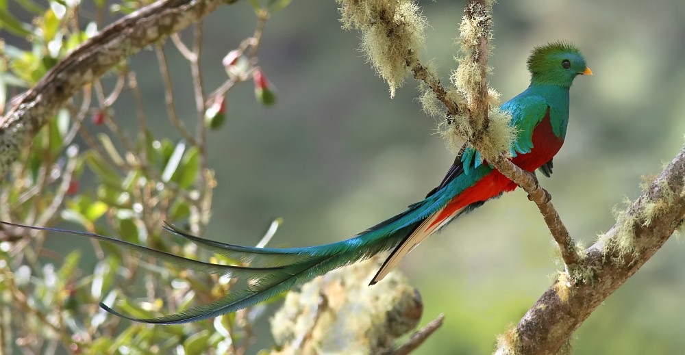 El Quetzal Images Live Wallpaper - Quetzal Bird Guatemala - HD Wallpaper 