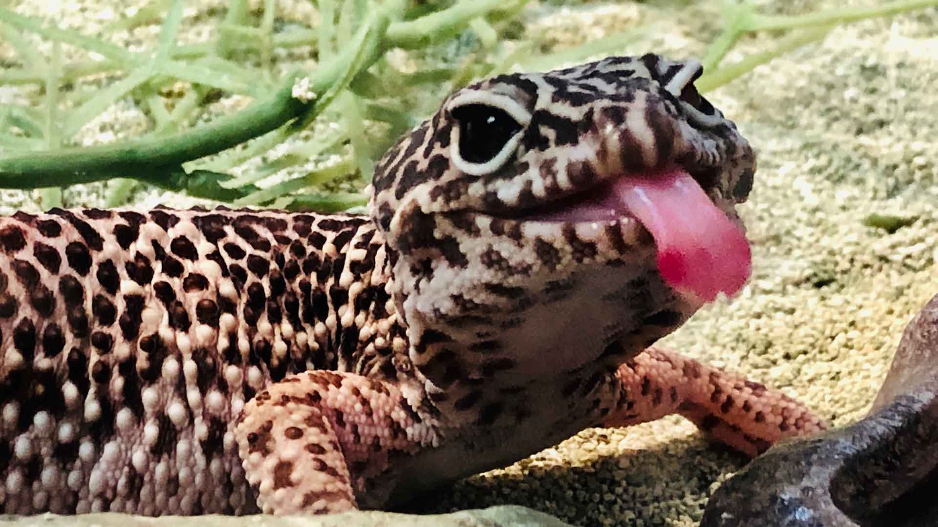 Lydia The Leopard Gecko - Leopard Gecko - HD Wallpaper 