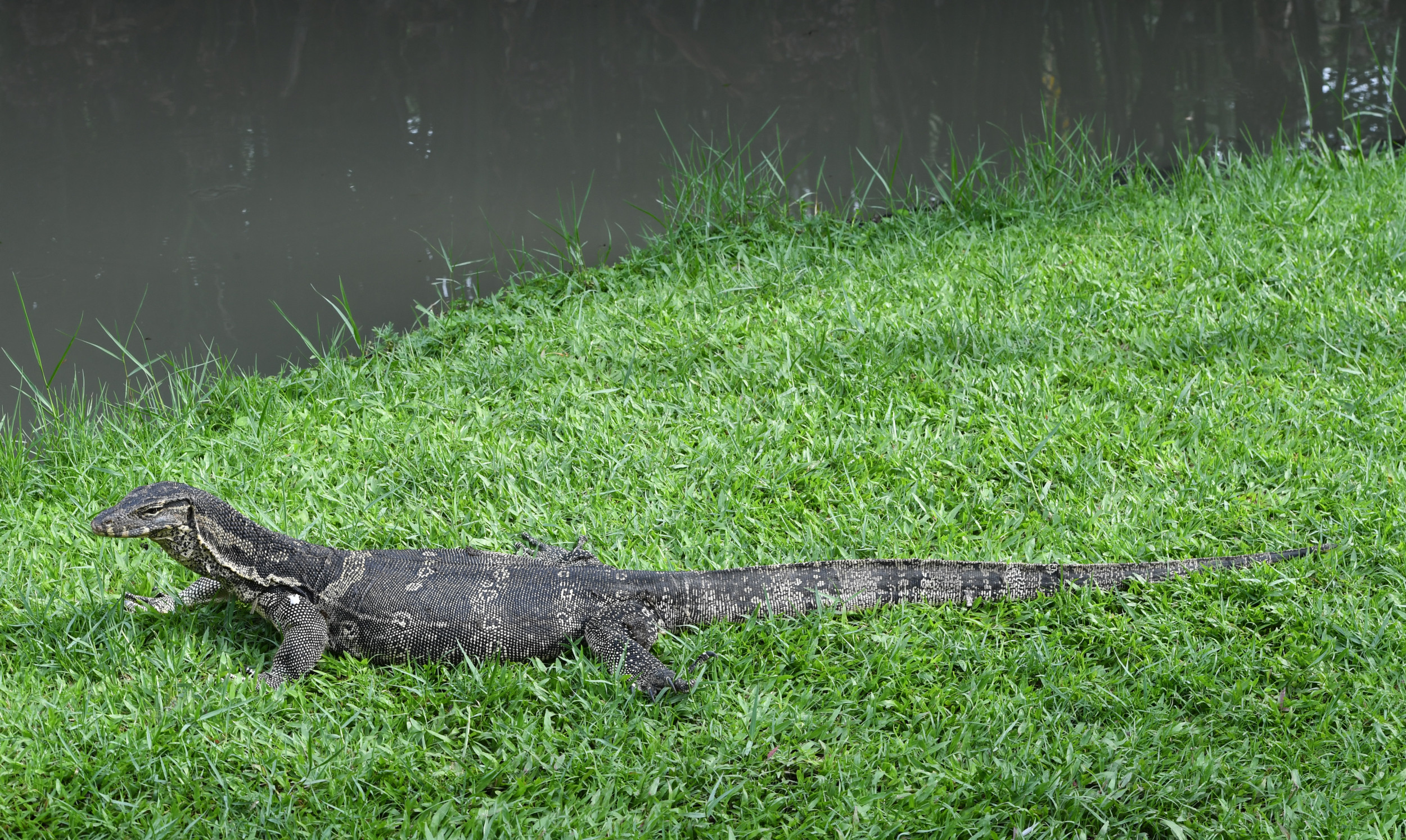 Goanna - Australia Lizard Attack - HD Wallpaper 
