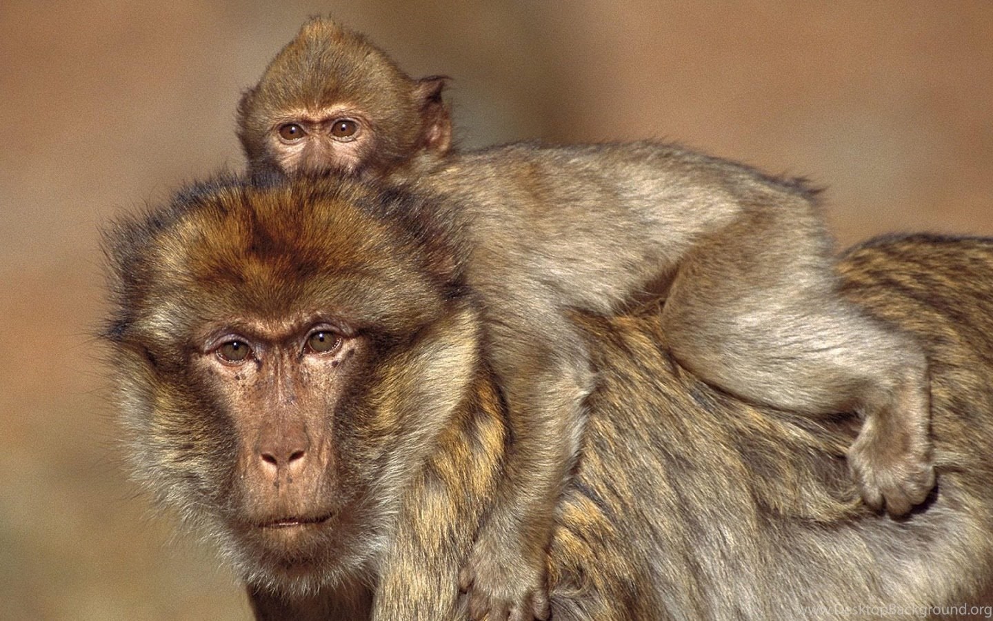 Monkey Live Wallpaper - Animal Dads National Geographic - HD Wallpaper 