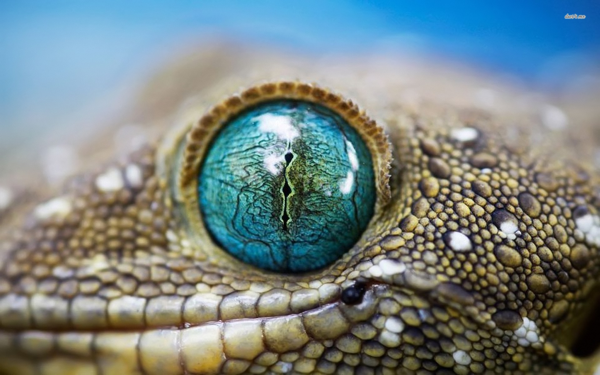 Lizard Eye Close Up - HD Wallpaper 