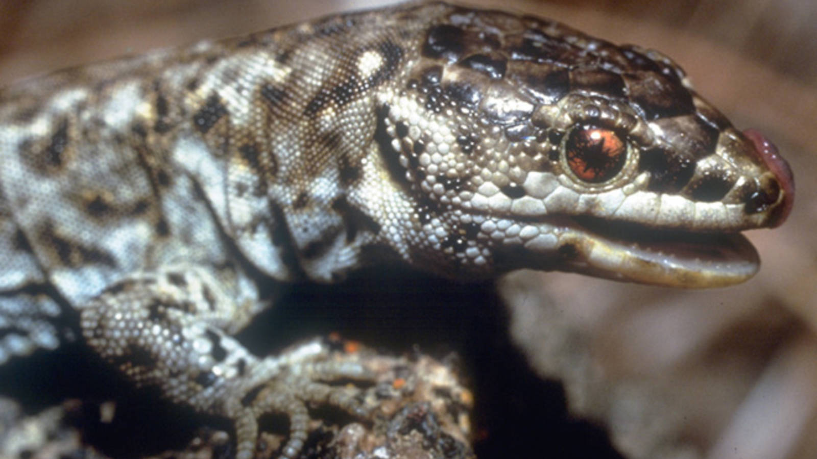 Island Night Lizard Facts - HD Wallpaper 