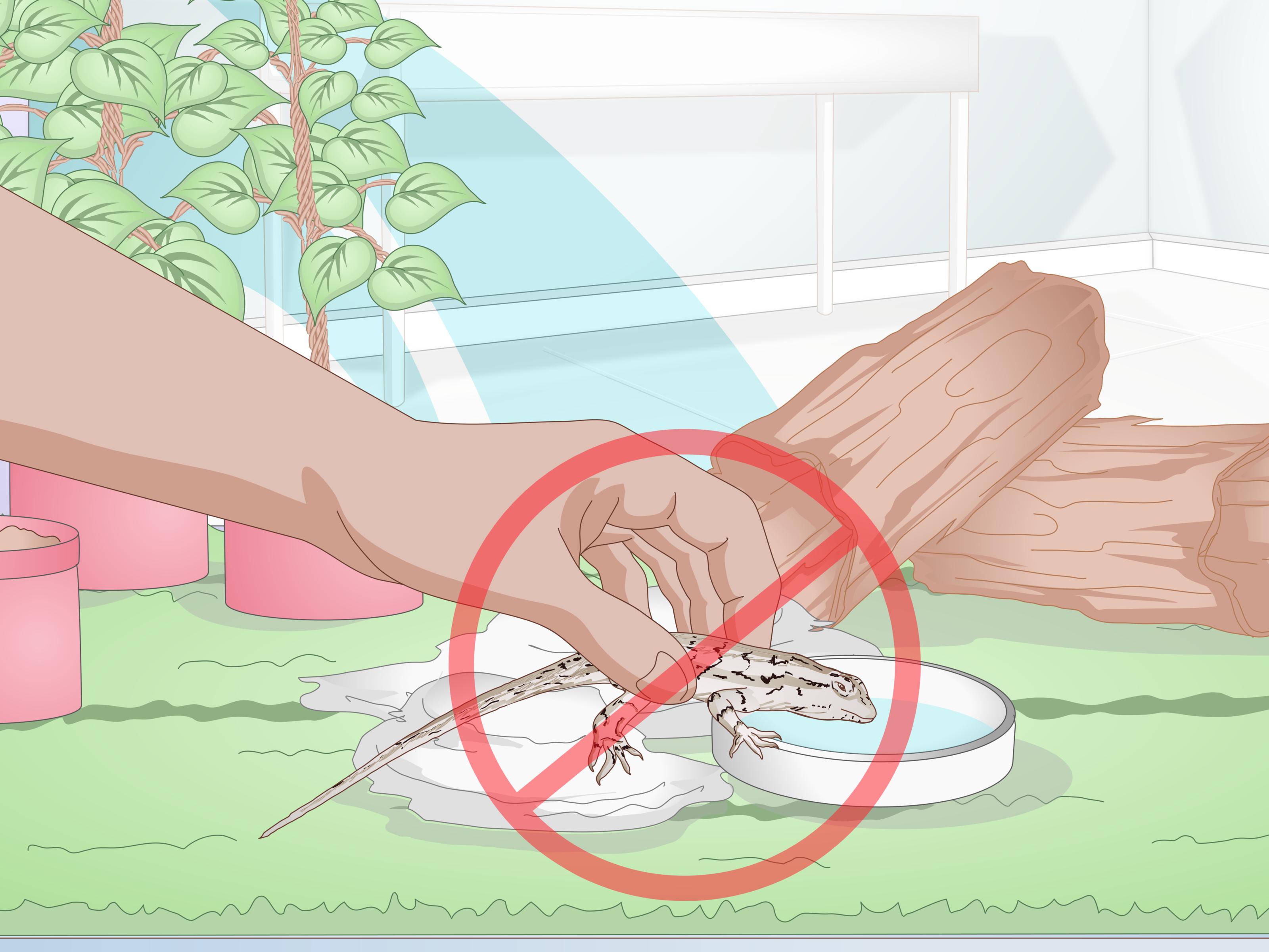 Image Titled Care For A Texas Spiny Lizard Step - Do Texas Spiny Lizards Eat - HD Wallpaper 