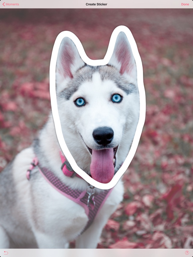 Fondos De Pantalla Husky - HD Wallpaper 