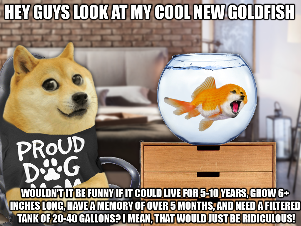 Kishu - HD Wallpaper 