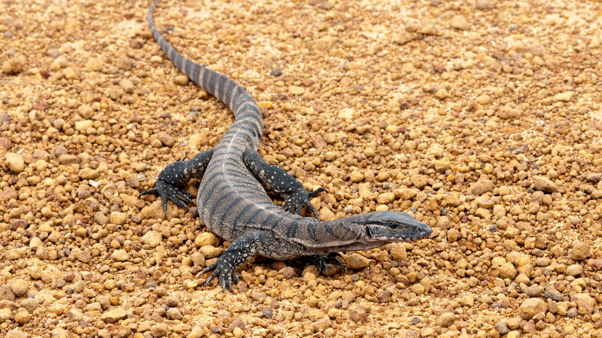 Iguana, Scaled Reptile, Terrestrial Animal, Lizard, - Fact About Monitor Lizard - HD Wallpaper 