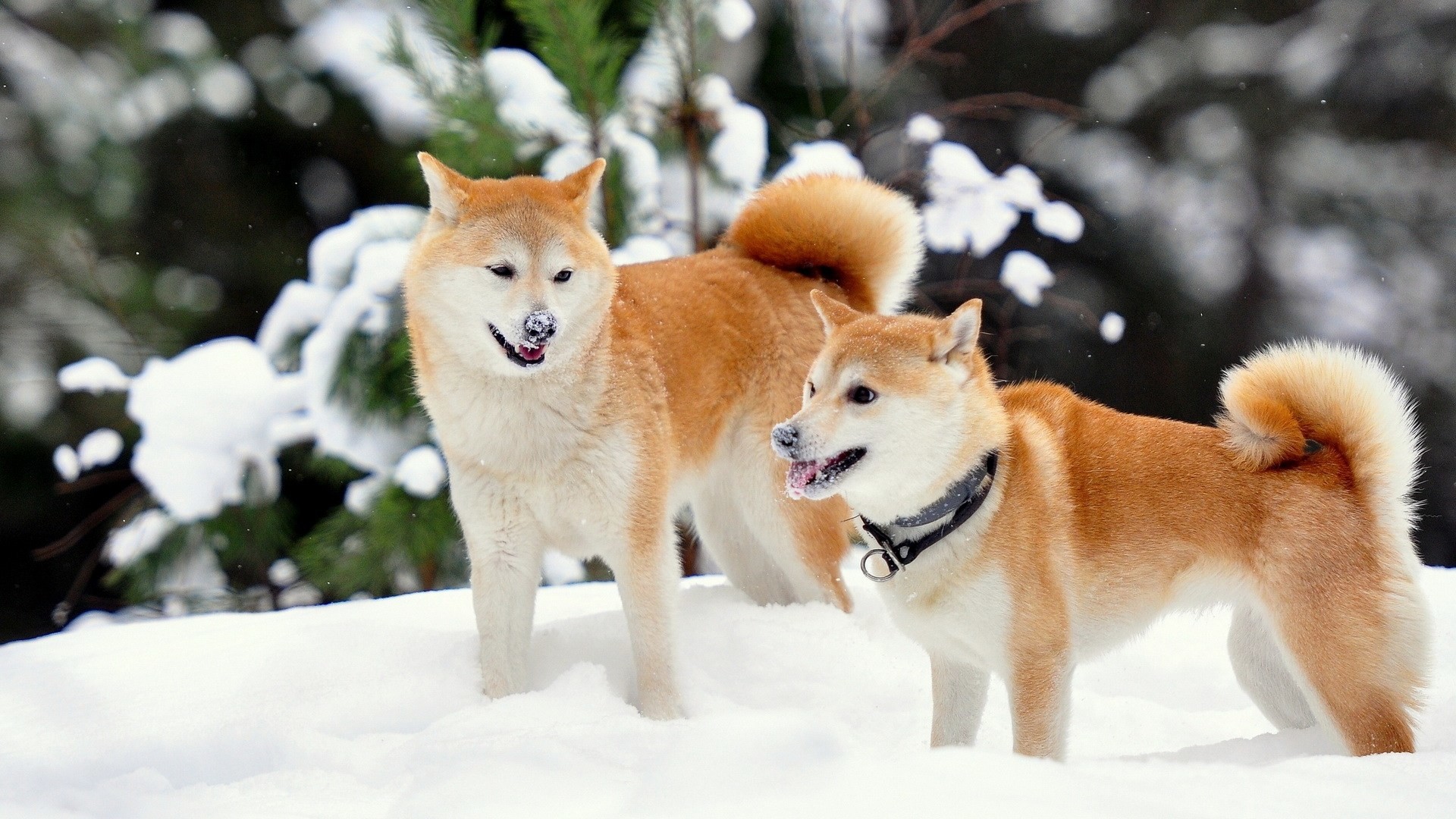 1920x1080, Winter Snow Shiba Inu Dog 1080p Hd Wallpaper - Akita Inu Full Hd - HD Wallpaper 