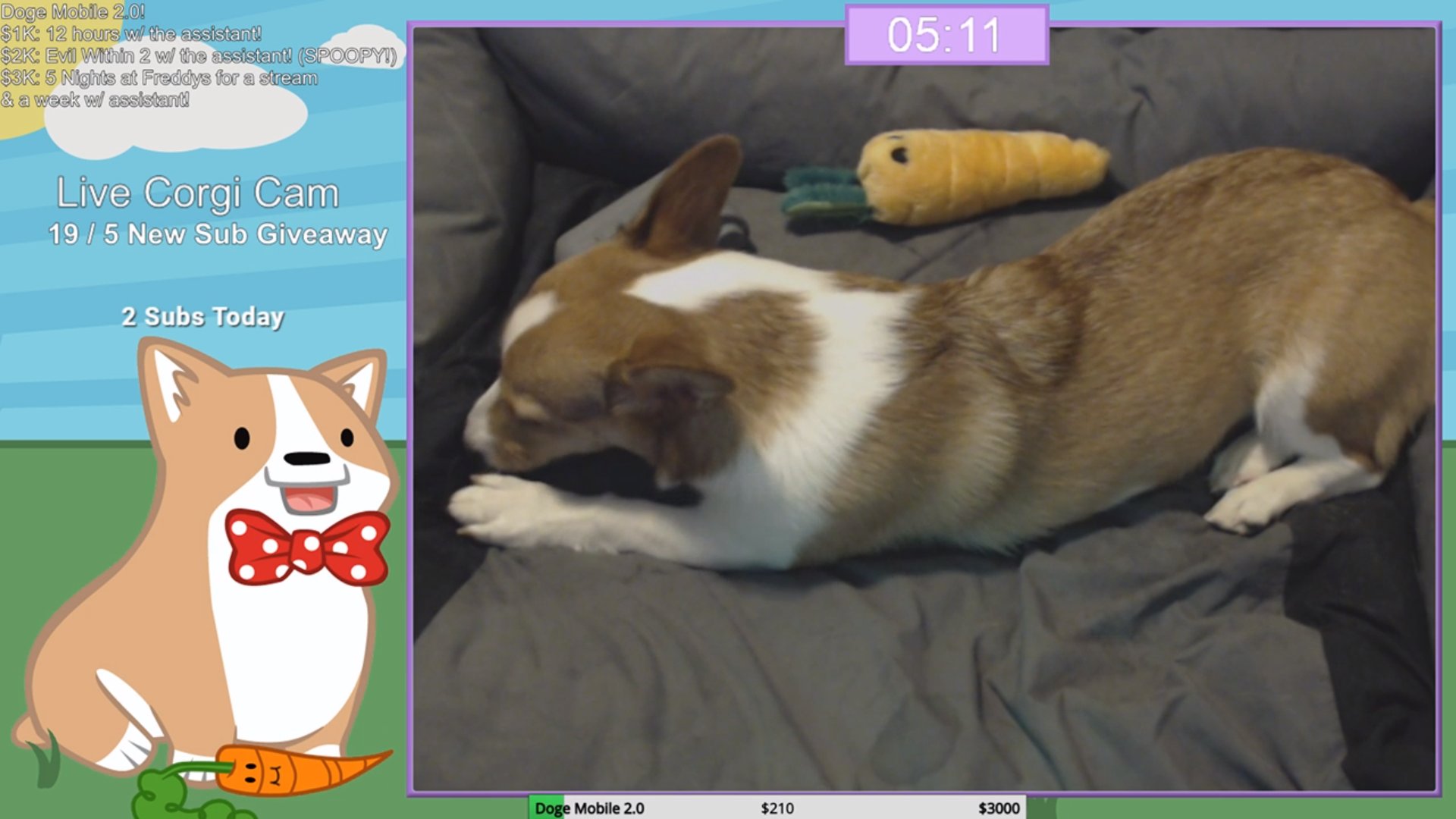 Pembroke Welsh Corgi - HD Wallpaper 