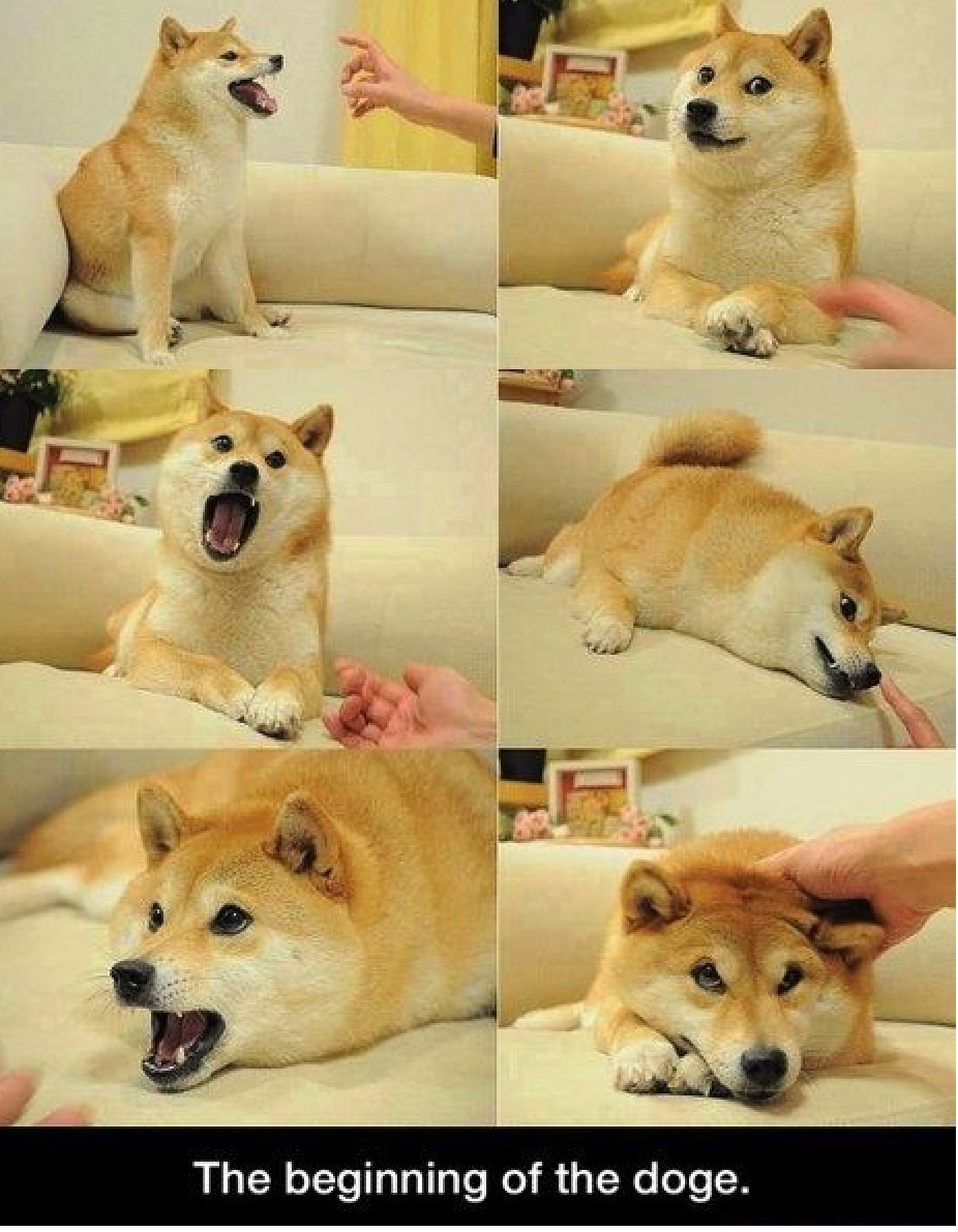 The Beginning Of Doge Wallpaper Wp40012563 - Excite Doge Meme - 926x1191 Wallpaper The Beginning Of Doge Wallpaper Wp40012563 - Excite Doge Meme - 926x1191 Wallpaper