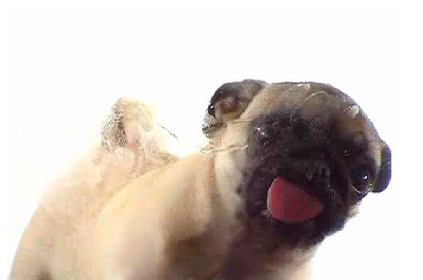 Pug Licking Screen - HD Wallpaper 