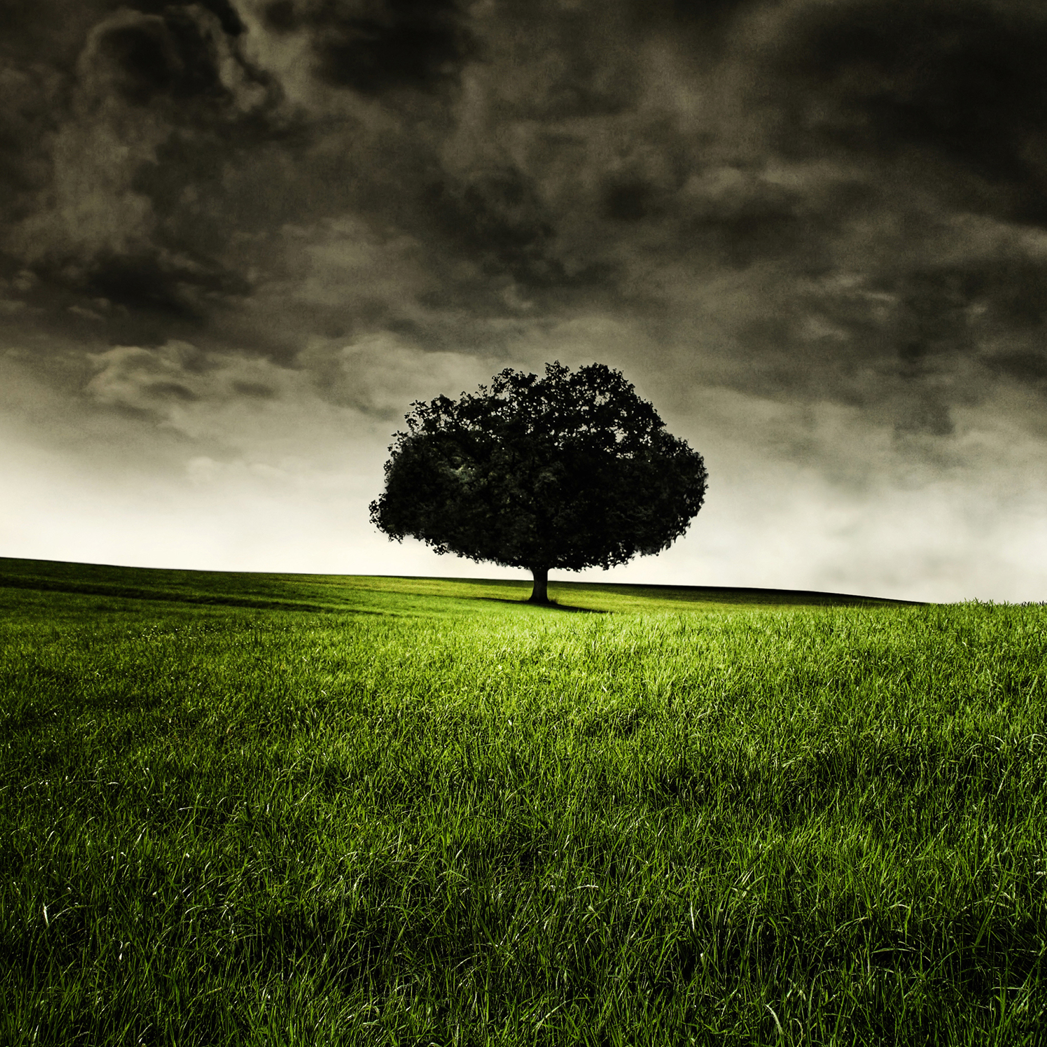 Single Tree On A Hill - HD Wallpaper 