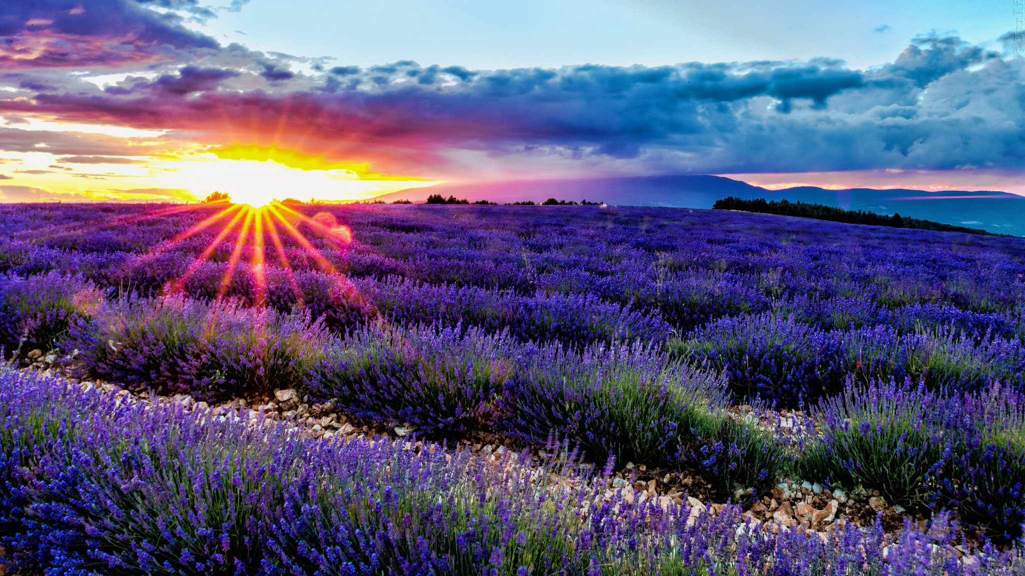 Field, Lavender, Hills, The Sun, The Sky, Horizon - English Lavender - HD Wallpaper 