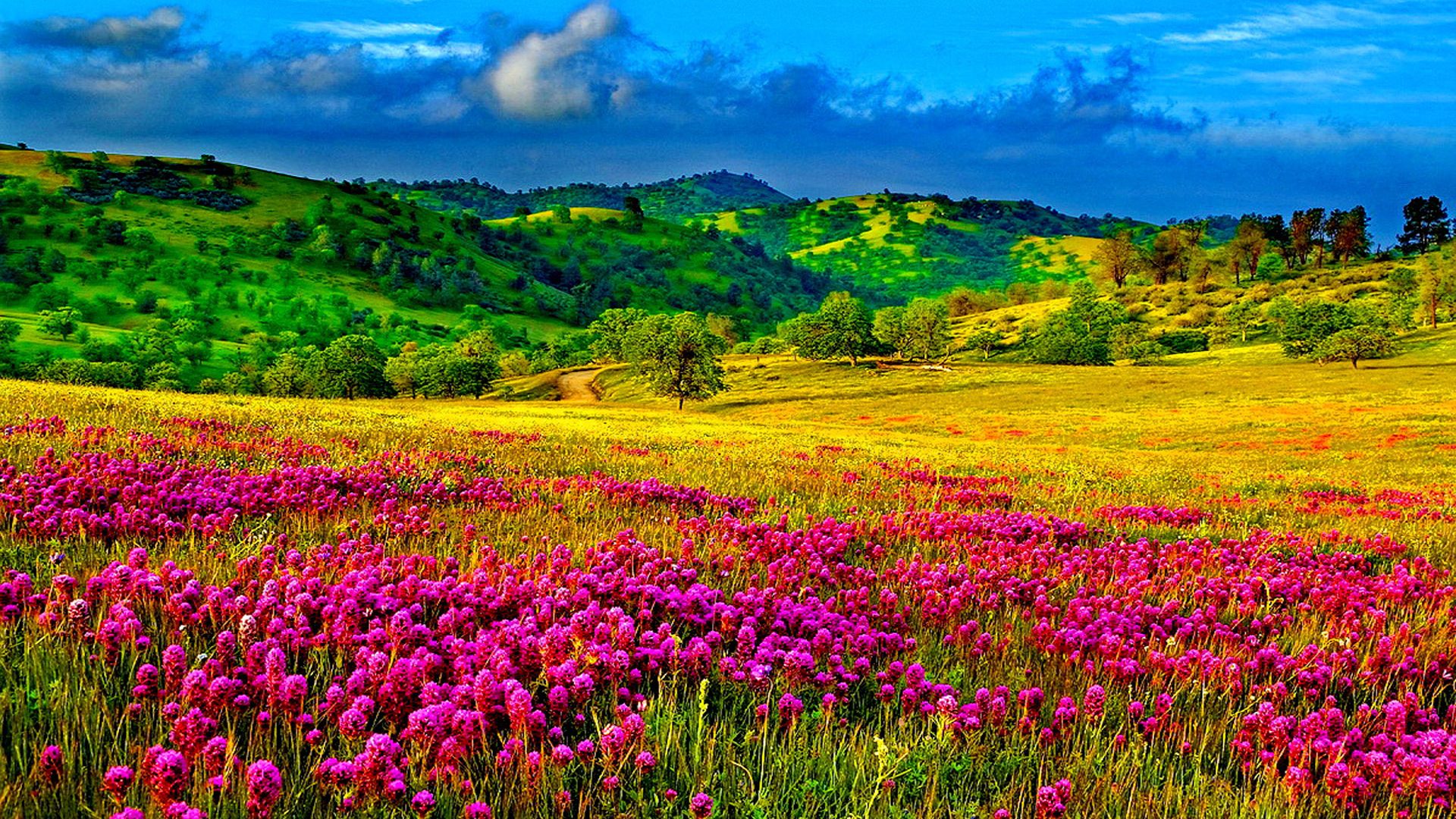 Green Grass With Flowers - HD Wallpaper 