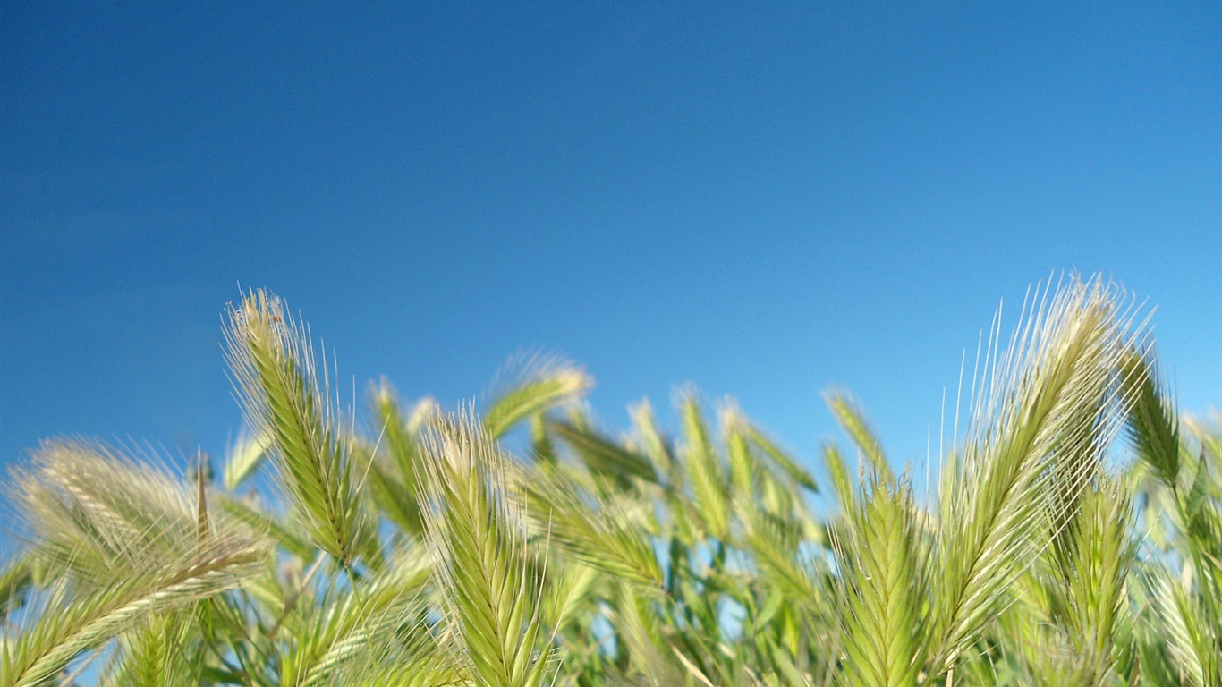 Wild Grass-windows 10 Wallpaper2015 - Triticale - HD Wallpaper 
