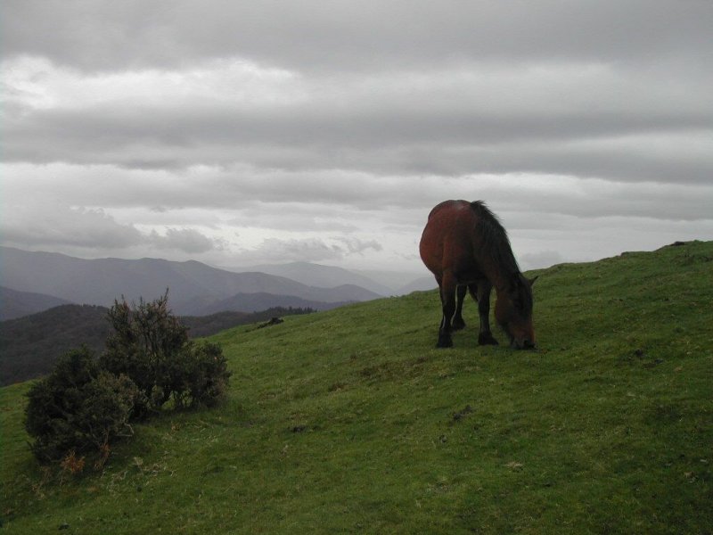 Overcast Day In The Beautiful Hills Of Bianditz, Basque - Grazing - HD Wallpaper 