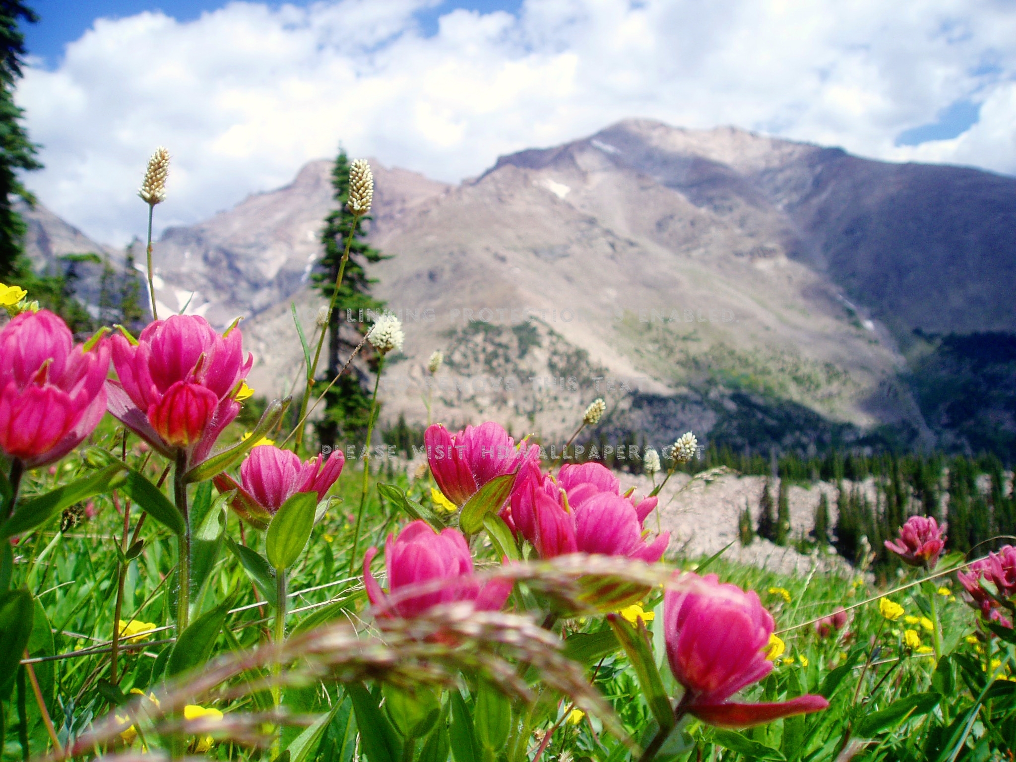 Mountain Wildflowers Sky Beautiful Hills - Mountains Landscape - HD Wallpaper 