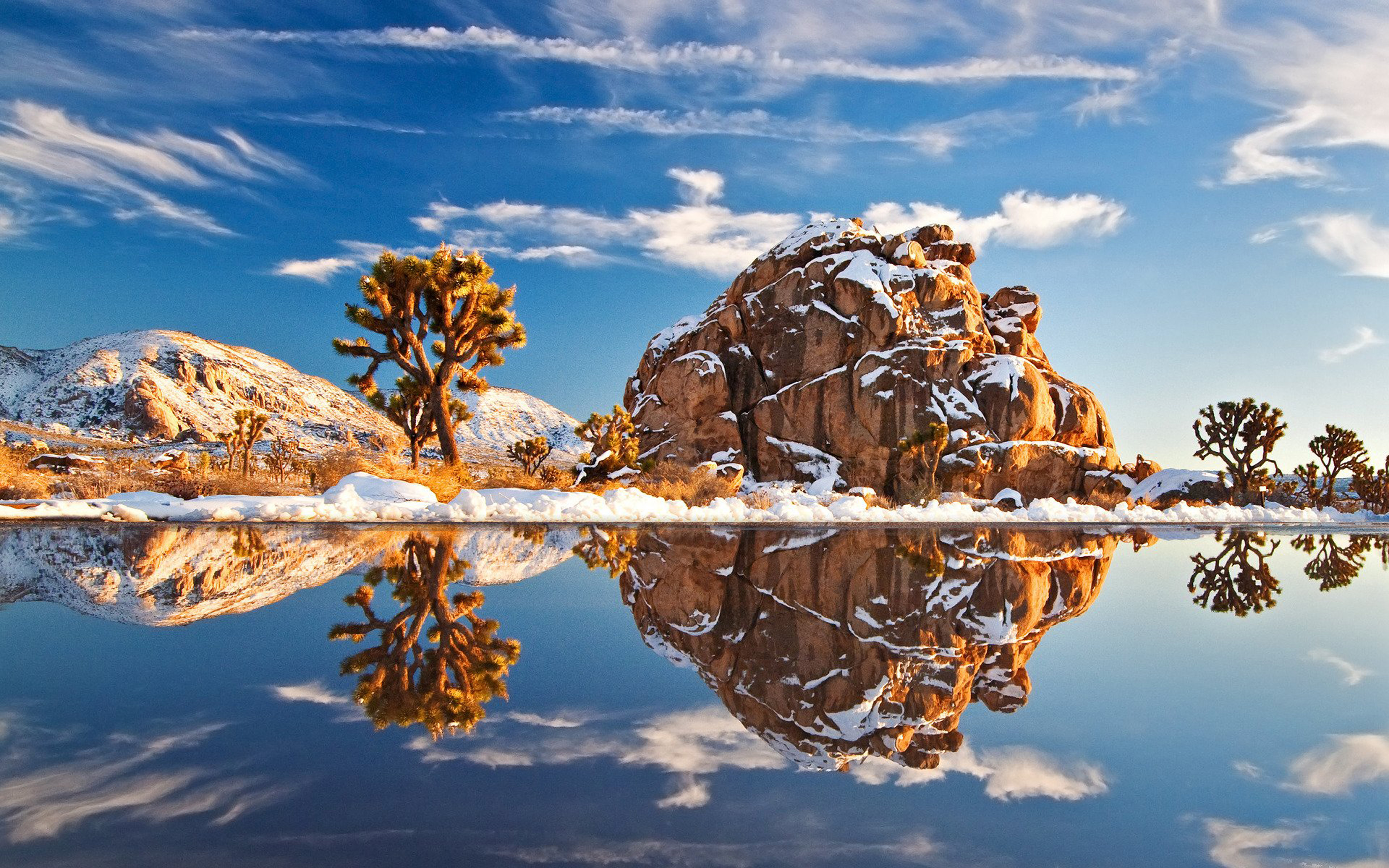 Joshua Tree With Snow - HD Wallpaper 