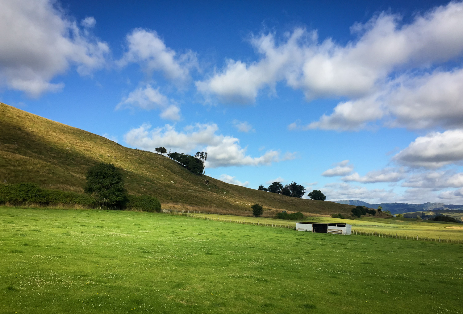 Grass - HD Wallpaper 