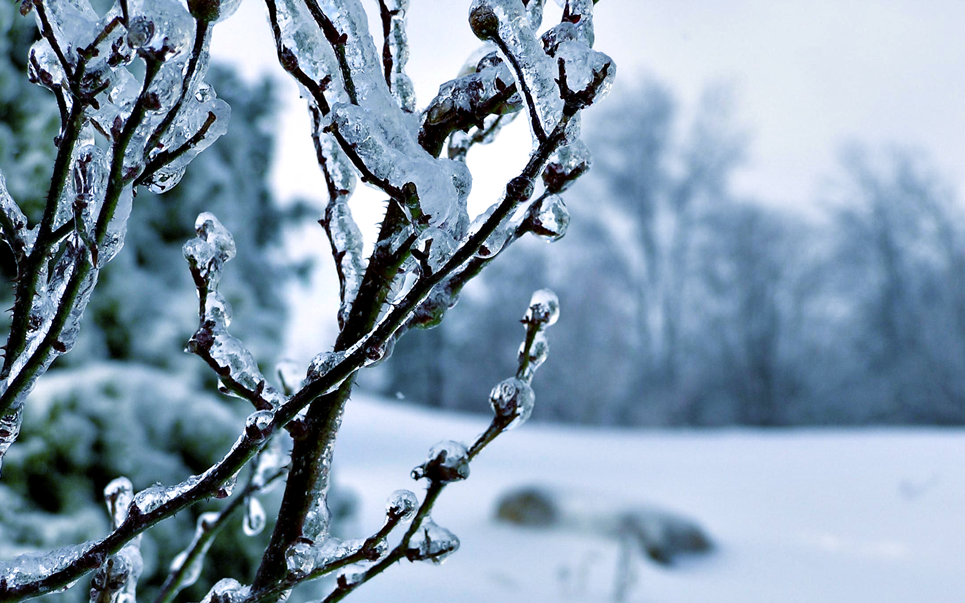Ice On Trees - HD Wallpaper 