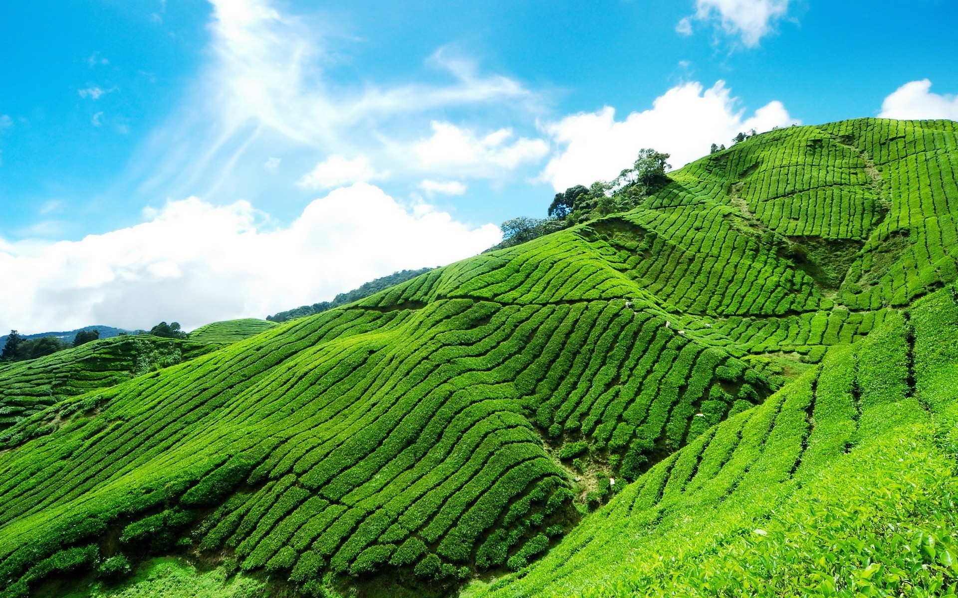Green Tea Valley Hd Desktop Wallpaper Hd Desktop Wallpaper - Cameron Highlands From Kuala Lumpur - HD Wallpaper 