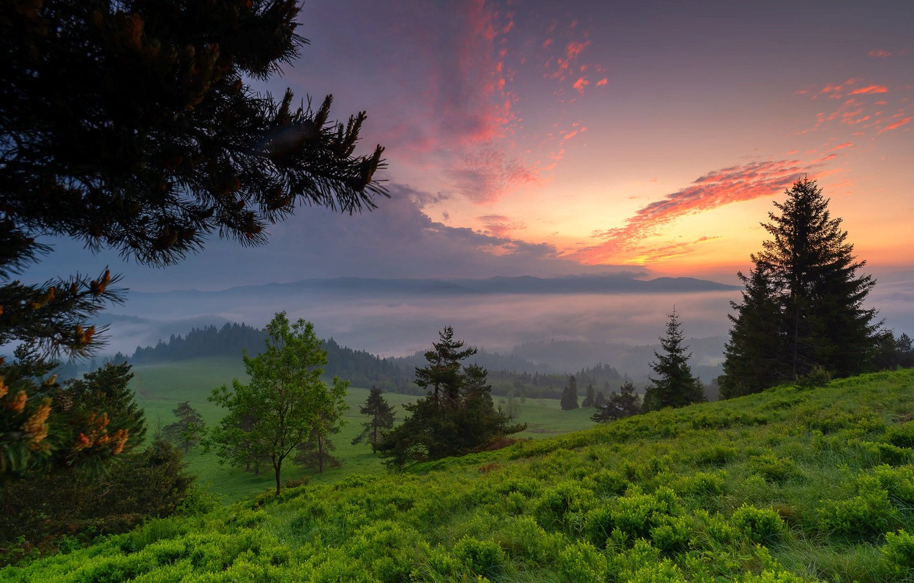 Photo Wallpaper Grass, Trees, Landscape, Sunset, Branches, - Shortleaf Black Spruce - HD Wallpaper 