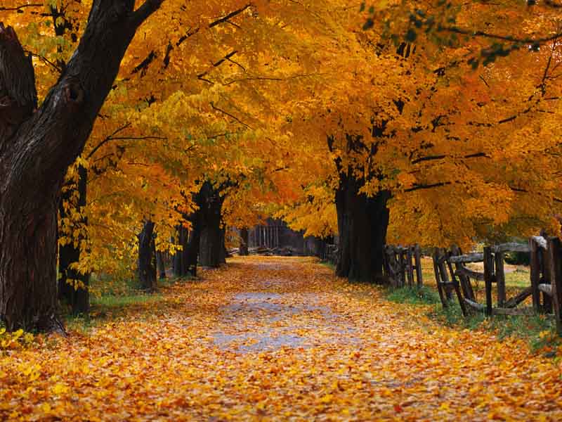 Thumbnail Image - Boston Commons In Fall - HD Wallpaper 