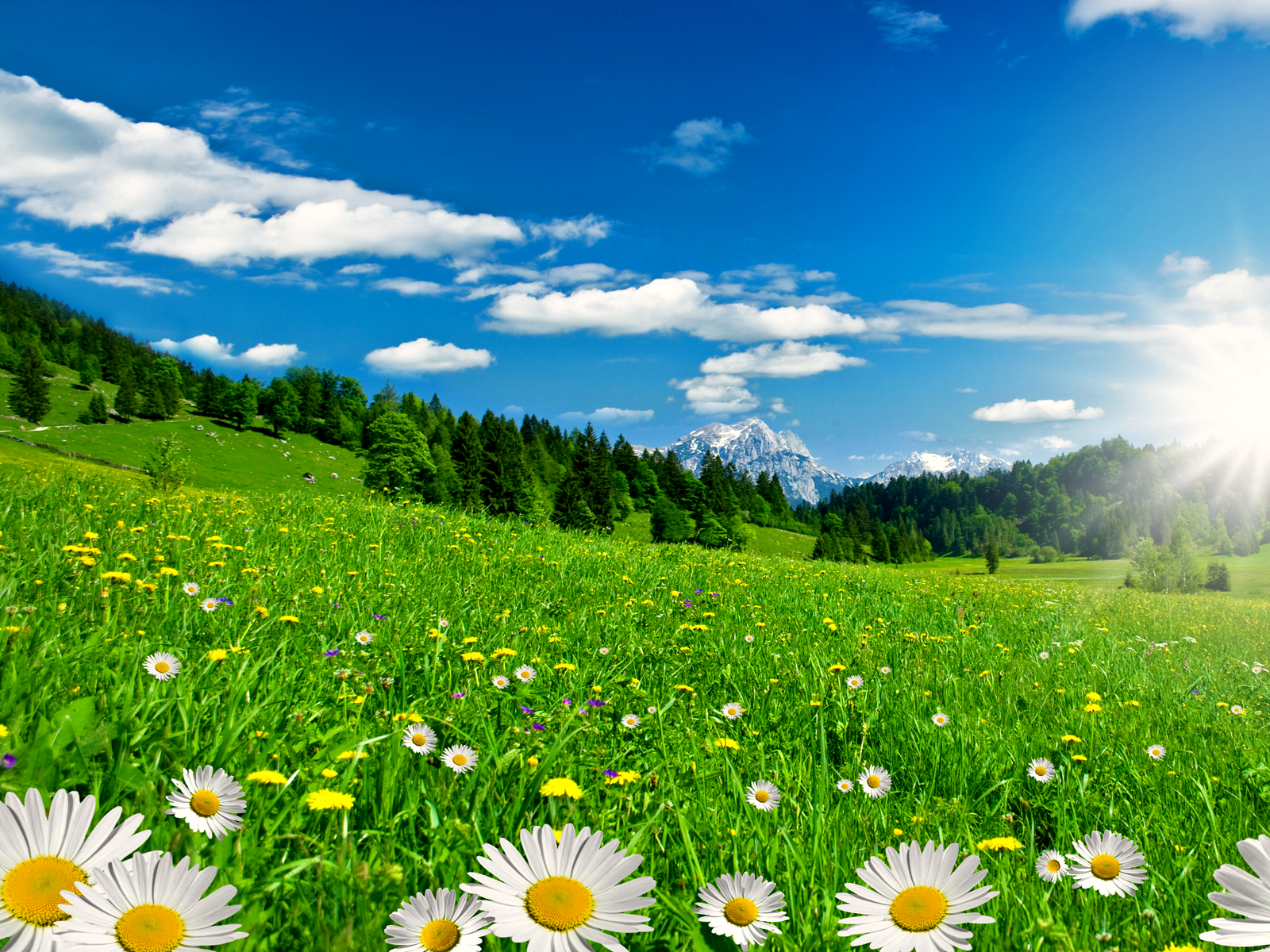 Amazing Spring - HD Wallpaper 