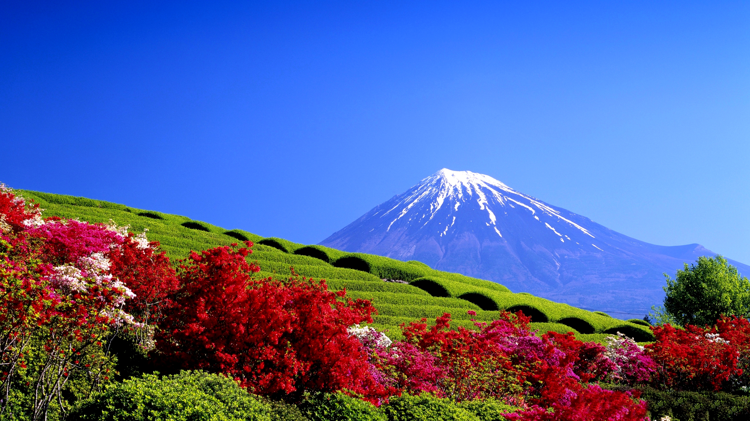 Wallpaper - HD Wallpaper 
