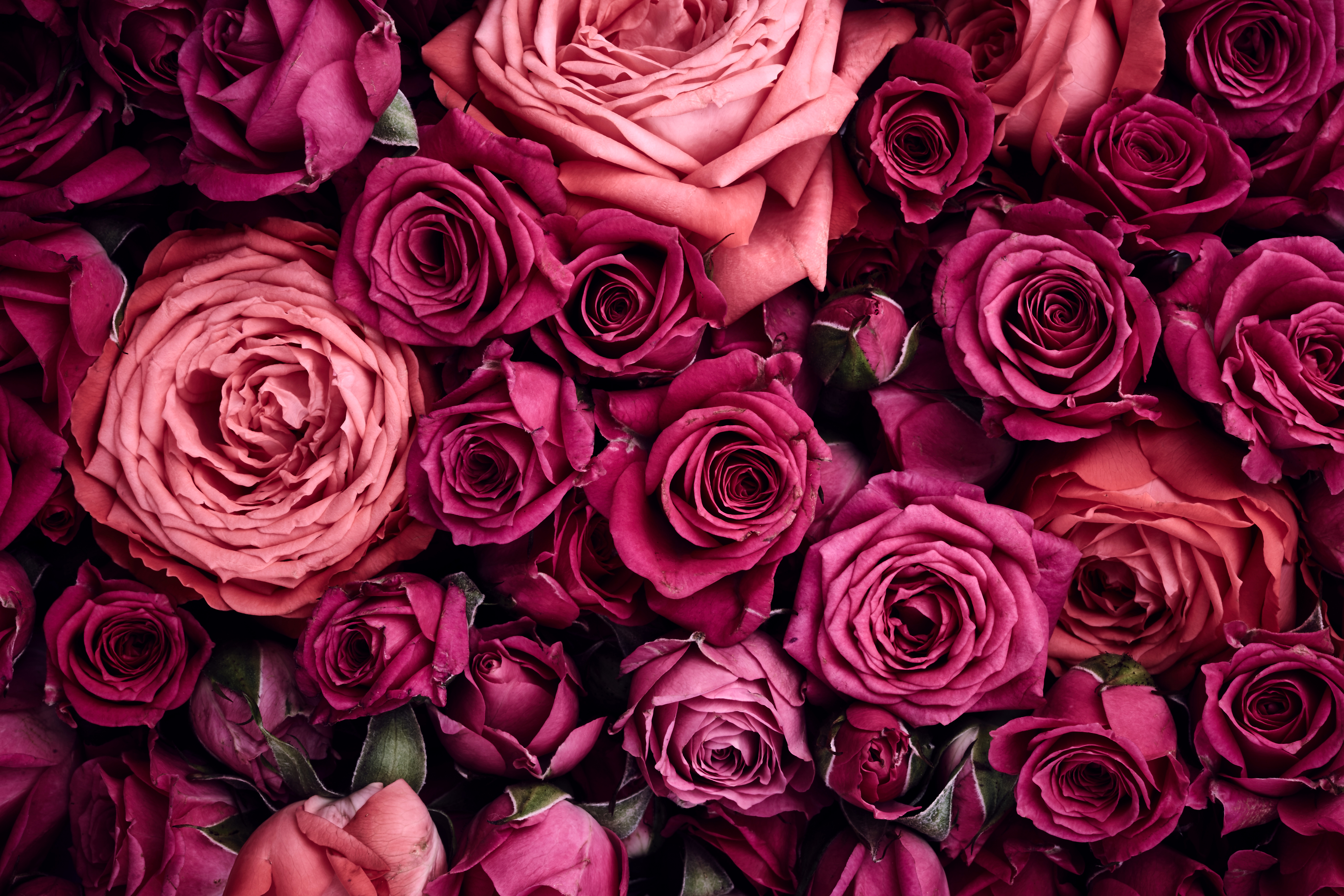 Roses Cover Photos For Facebook - HD Wallpaper 